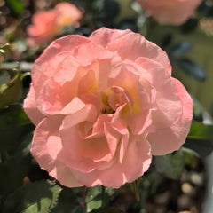 Peach DRIFT Rose Plant with soft peach pink blooms