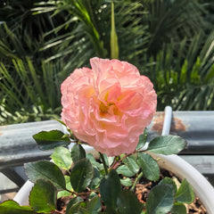 Peach DRIFT Rose Plant with soft peach pink blooms