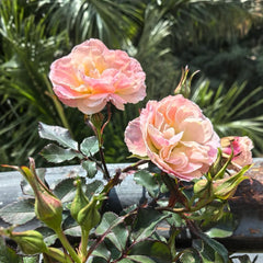 Peach DRIFT Rose Plant|桃色漂流（Compact Groundcover Rose with Peach-Pink Blooms）