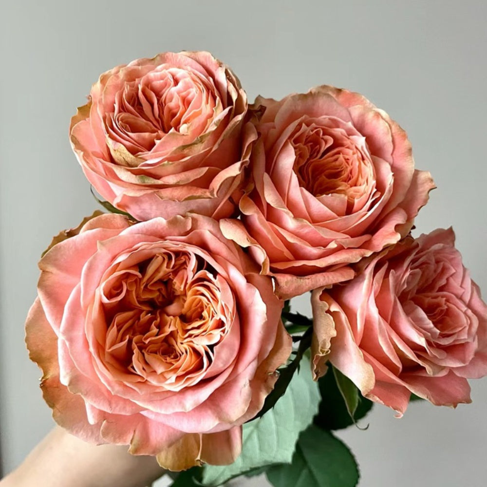 Red Peach Roses Peach Funky Rose Plant – Vibrant Color and Lush Blooms – Rose_Explosion