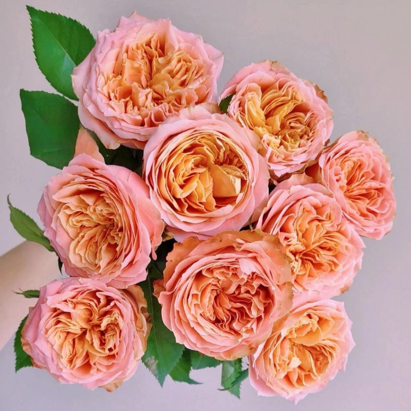 Peach Funky Rose Plant – Vibrant Color and Lush Blooms