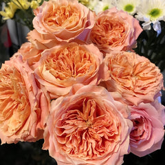 Peach Funky Rose Plant – Vibrant Color and Lush Blooms