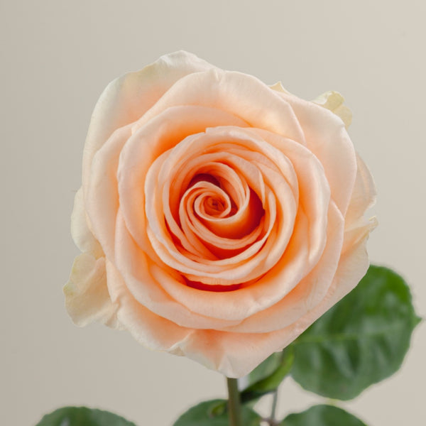 Peach Wave Rose Plant