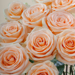 Peach Wave Rose Plant