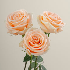 Peach Wave Rose Plant