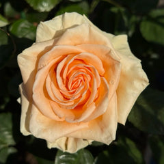 Peach Wave Rose Plant