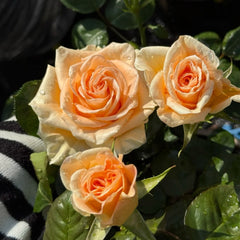 Peach Wave Rose Plant