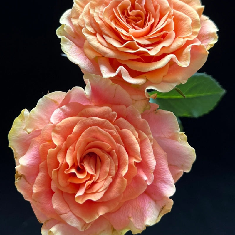 Red Peach Roses Peach X-pression Rose Plant | 蜜桃激情 – Rose_Explosion