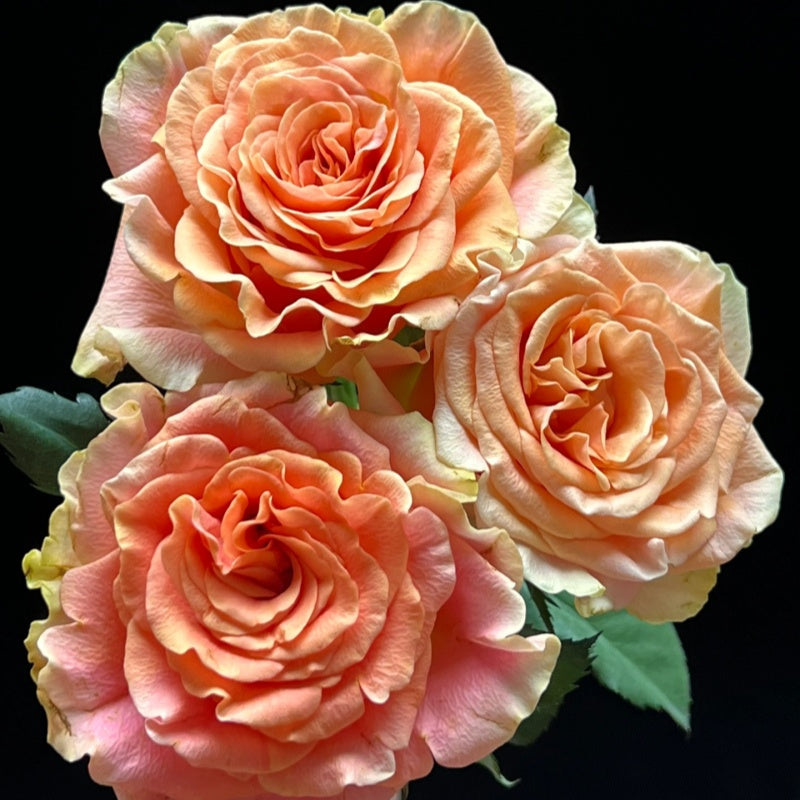 Red Peach Roses Peach X-pression Rose Plant | 蜜桃激情 – Rose_Explosion