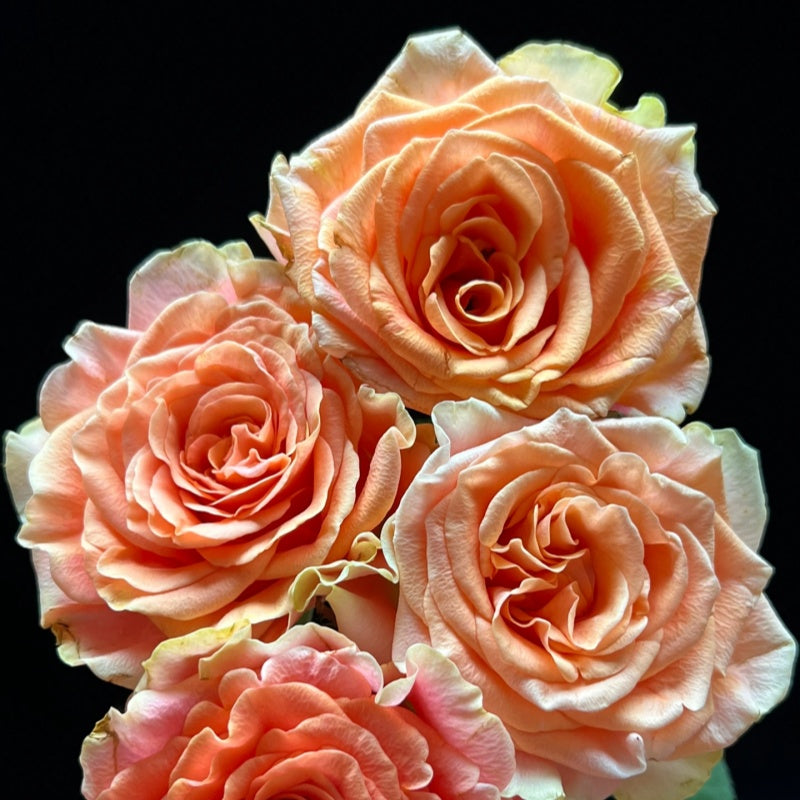 Red Peach Roses Peach X-pression Rose Plant | 蜜桃激情 – Rose_Explosion