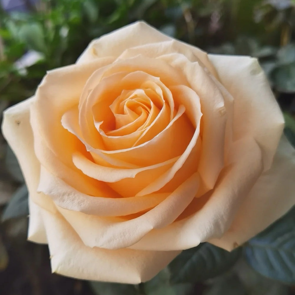 Red Peach Roses Peach Avalanche Rose Plant – Elegant Blooms for Every Garden – Rose ...