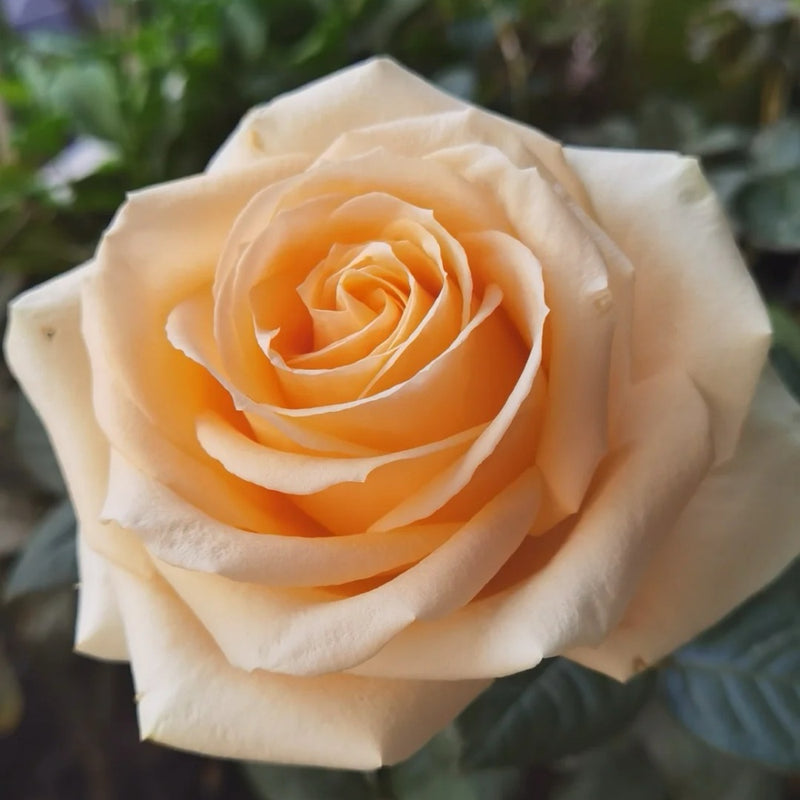 Peach Avalanche Rose Plant – Elegant Blooms for Every Garden