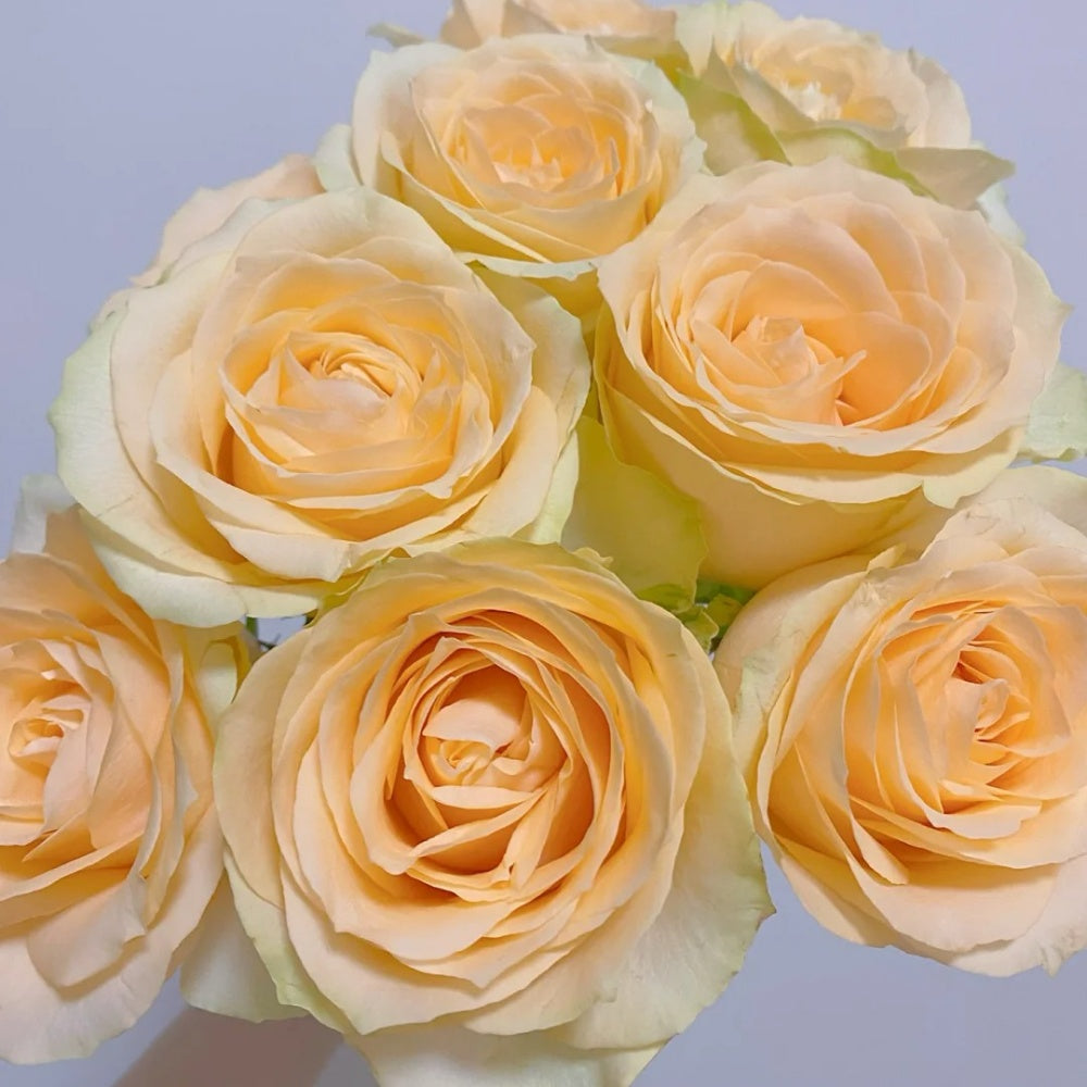 Peech Roses Peach Avalanche Rose Plant – Elegant Blooms for Every Garden – Rose ...