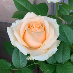 Peach Avalanche Rose Plant – Elegant Blooms for Every Garden