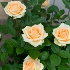 Peach Avalanche Rose Plant – Elegant Blooms for Every Garden