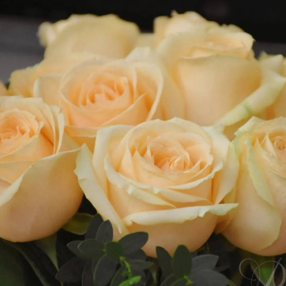 Savalanche Roses Peach Avalanche Rose Plant – Elegant Blooms for Every Garden – Rose ...
