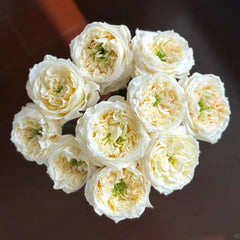 Pearl Drift Rose 