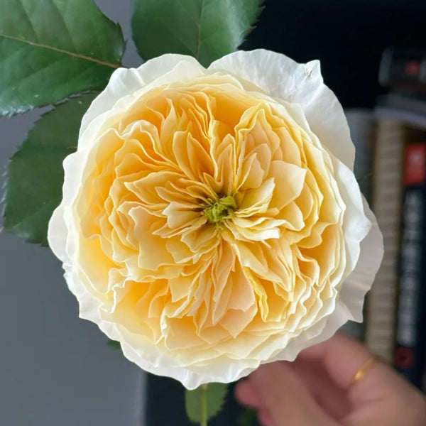 Pearl Drift Rose 