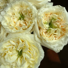 Pearl Drift Rose 