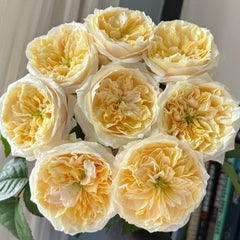 Pearl Drift Rose 