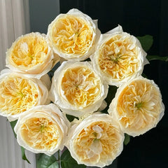 Pearl Drift Rose 