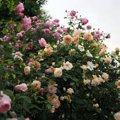 Pegasus Rose Plant|飞马帕加索斯