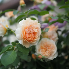 Pegasus Rose Plant|飞马帕加索斯