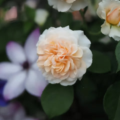 Pegasus Rose Plant|飞马帕加索斯