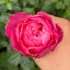 Penelope Lively Rose Plant