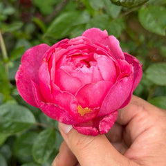 Penelope Lively Rose Plant