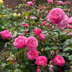 Penelope Lively Rose Plant
