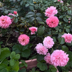 Penelope Lively Rose Plant