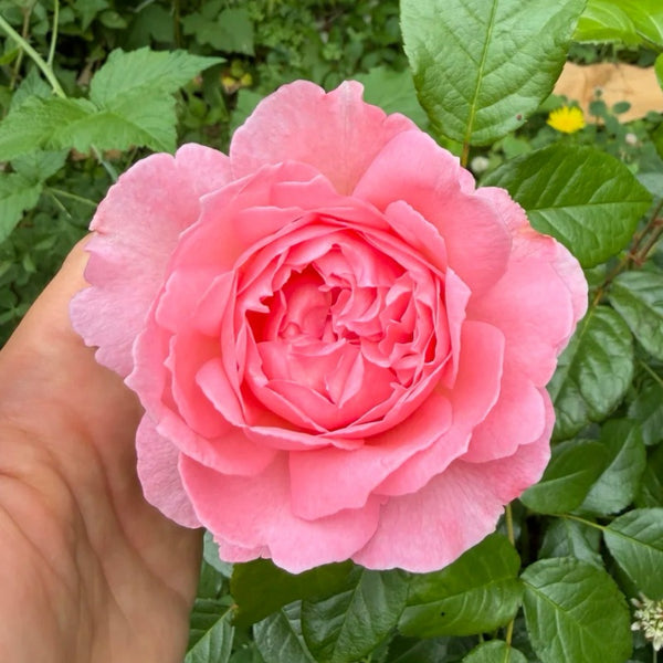 Penelope Lively Rose Plant