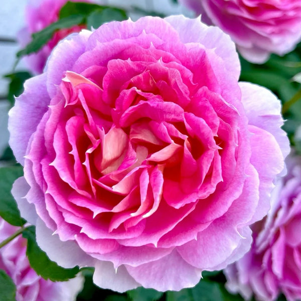 Penelopeia Rose