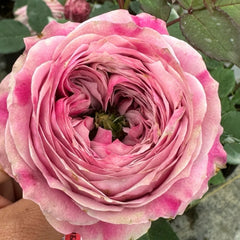 Peonikiss Rose Plant