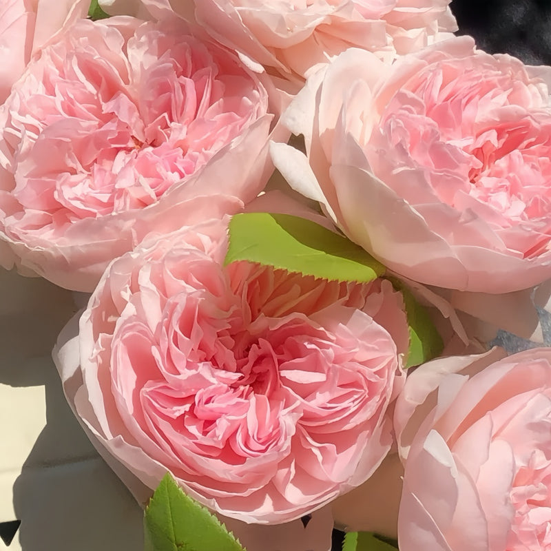 PeonyPinkRose