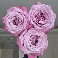 Perfu Purple Rose