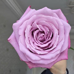 Perfu Purple Rose