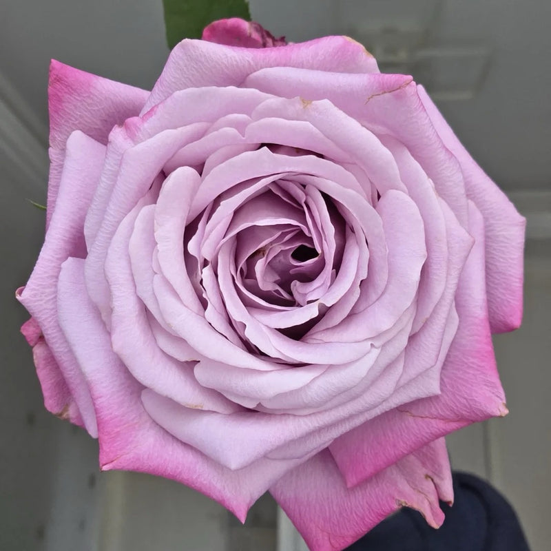 Perfu Purple Rose