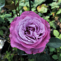 Perfu Purple Rose