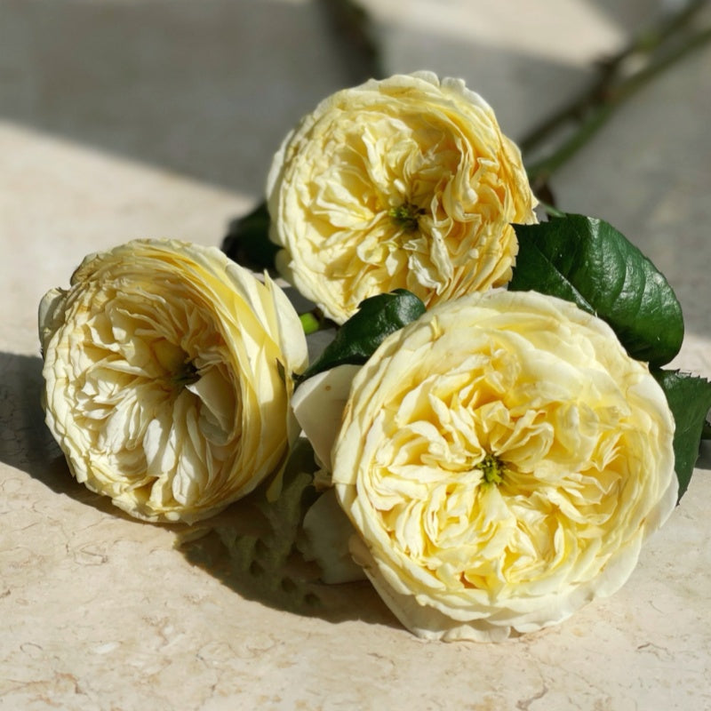 Persuasion Rose Plant|黄贵妃 – Rose_Explosion