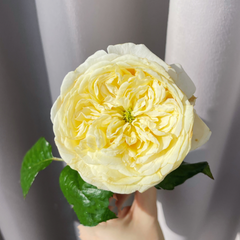 Persuasion Rose - Elegant Live Rose Plant for Garden