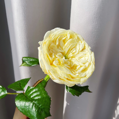 Persuasion Rose - Elegant Live Rose Plant for Garden