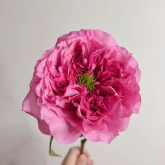 A close-up of a vibrant pink peony flower held by a hand against a plain light gray background.