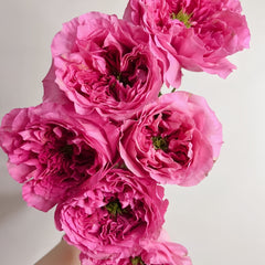 A close-up of a bouquet of vibrant pink peony roses with layered, ruffled petals, set against a plain off-white background.