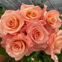 Petticoat Freelander Rose Plant