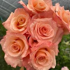 Petticoat Freelander Rose Plant|粉衬裙