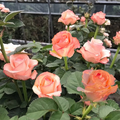 Petticoat Freelander Rose Plant|粉衬裙