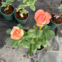 Petticoat Freelander Rose Plant|粉衬裙