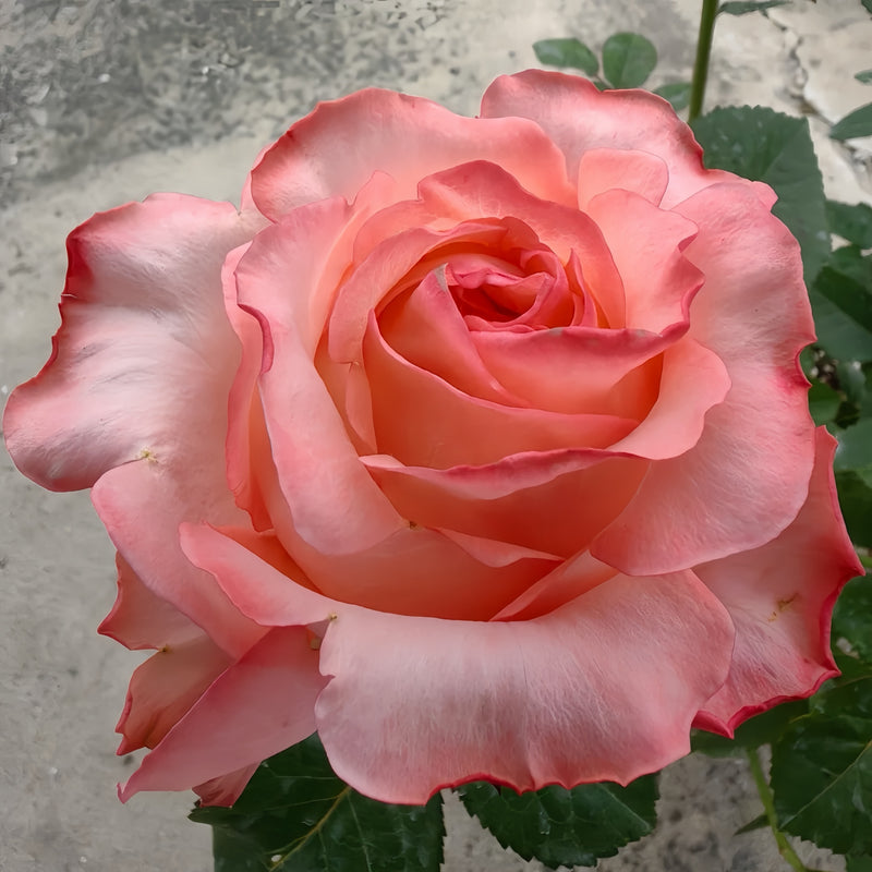 Petticoat Freelander Rose Plant